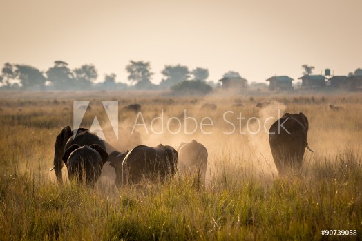 Bild på Beautiful wildlife at Chobe National Park Botswana